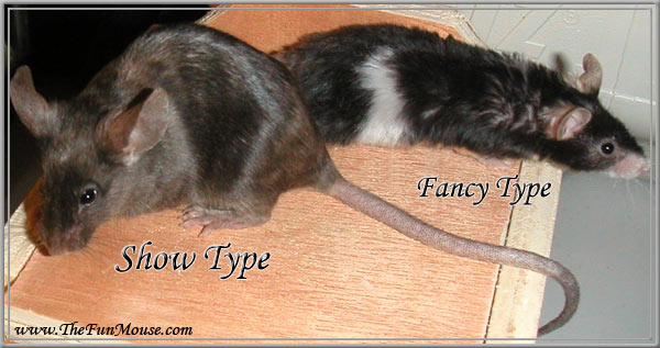 Varieties of Mice Showmo10