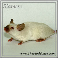 Varieties of Mice Siames10