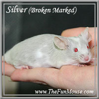 Varieties of Mice Silver13