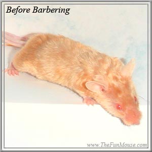 Itching, Hair Loss, and Parasites
