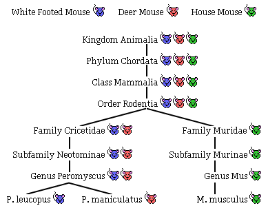 Deer Classification Chart