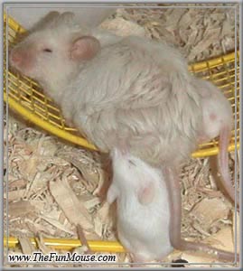 Breeding Packet