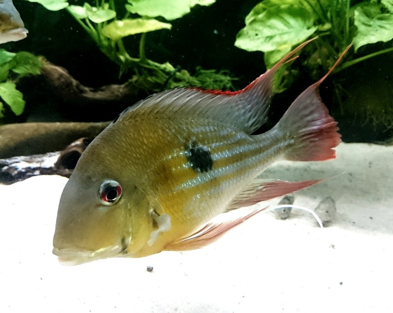 Geophagus winemilleri LÓPEZ-FERNÁNDEZ & TAPHORN, 2004 - Página 3 _2016111