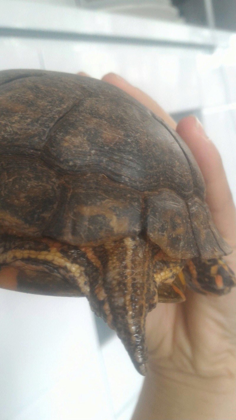 Identification et sexage de 3 tortues 20707110