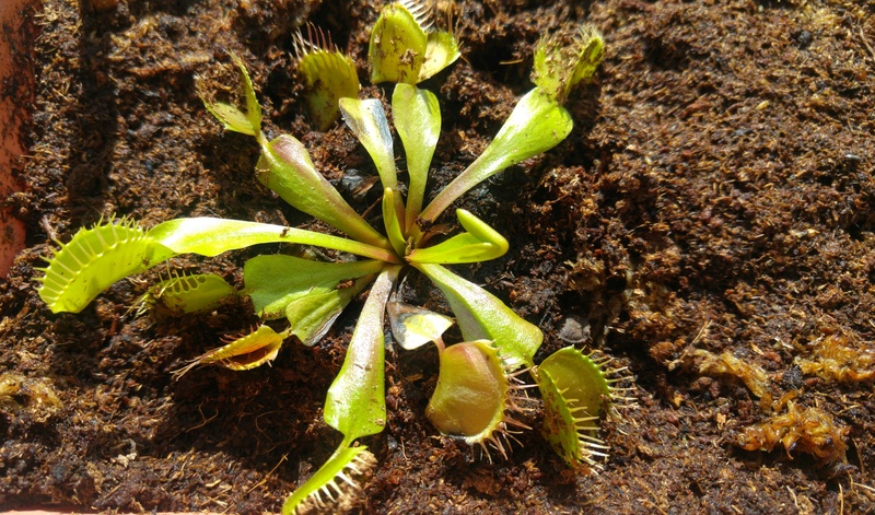 Premier pas avec ma Dionaea muscipula - Page 2 20170813