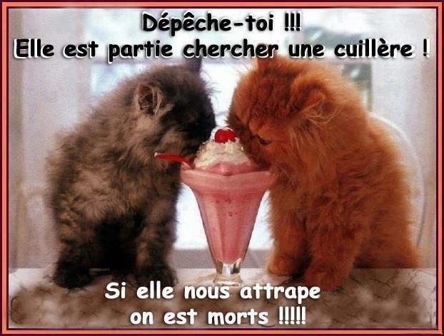 image - Humour spirituel - Page 31 Chat-h10