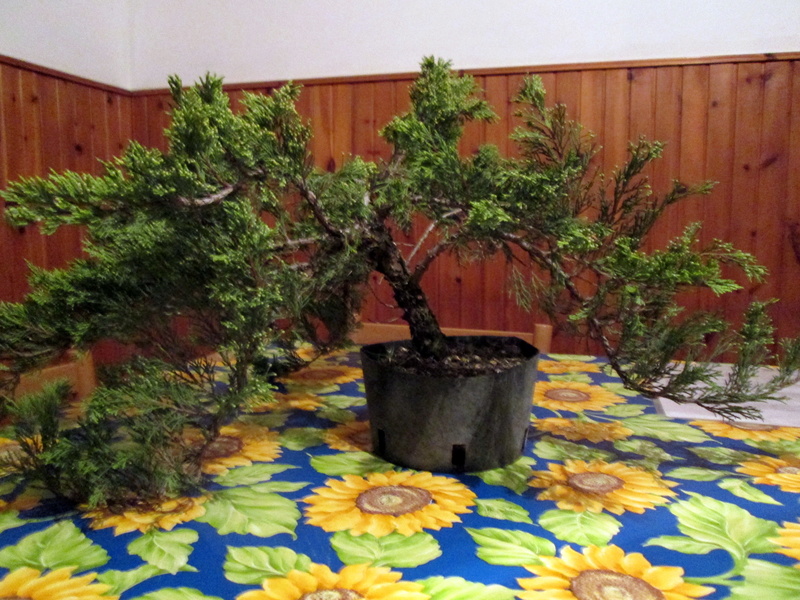 Juniperus sabina tamaricifolia Img_0510