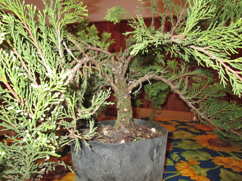 Juniperus sabina tamaricifolia Img_0511