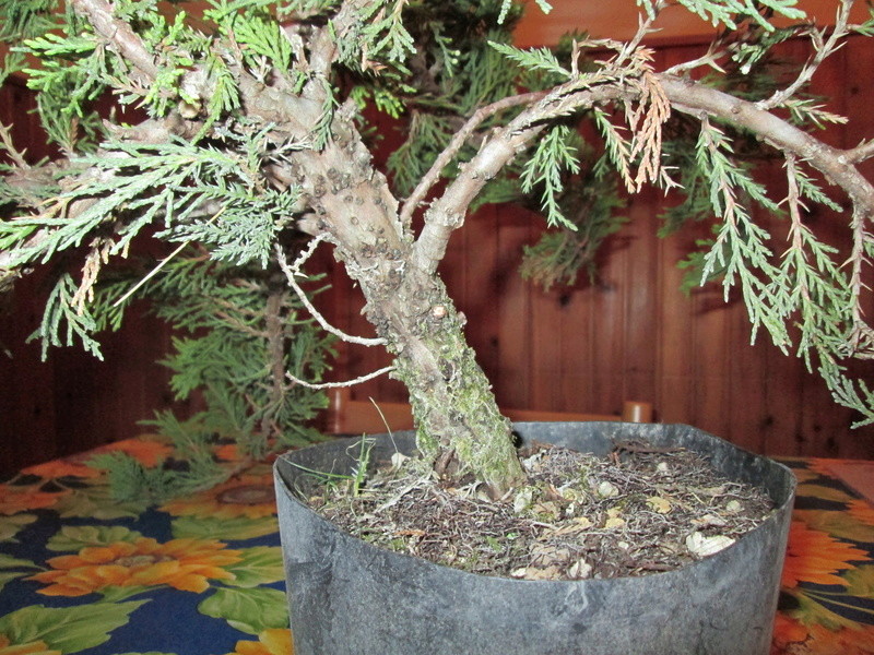 Juniperus sabina tamaricifolia Img_0512