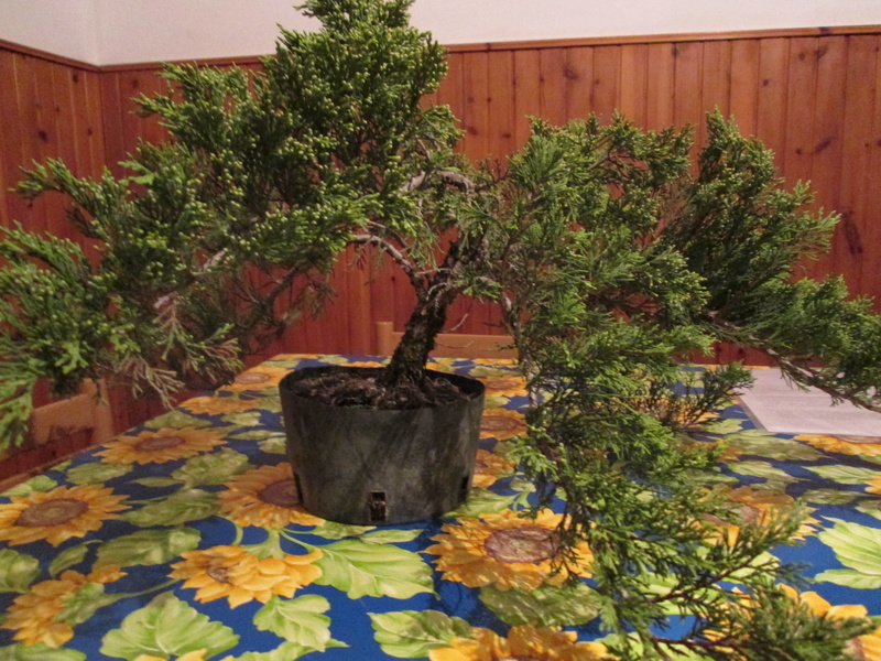 Juniperus sabina tamaricifolia Img_0515