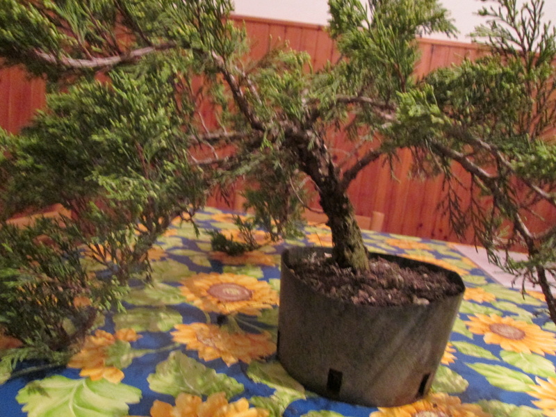 Juniperus sabina tamaricifolia Img_0517