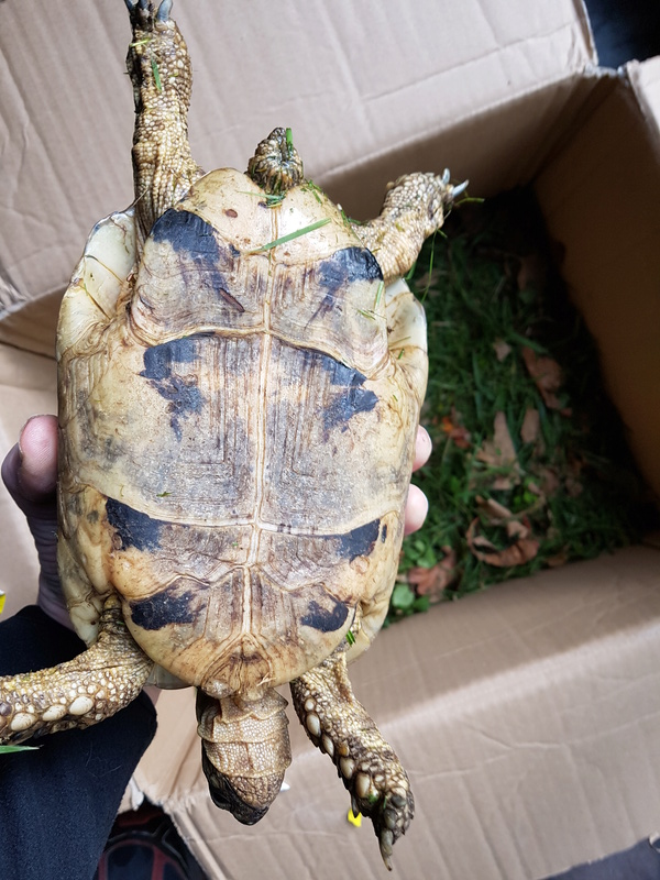 Une petite tortue trouvé dans mon jardin dans le 77 20170912