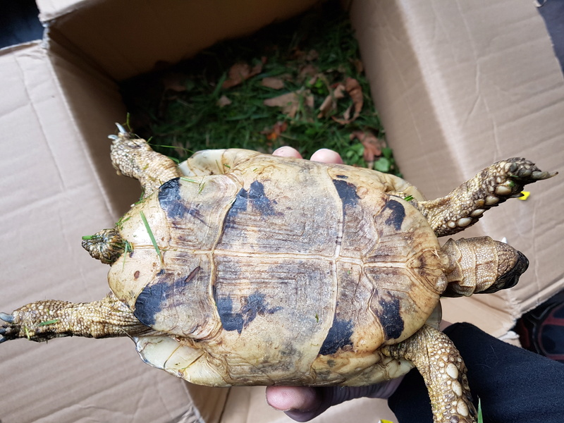  Une petite tortue trouvé dans mon jardin dans le 77 20170914