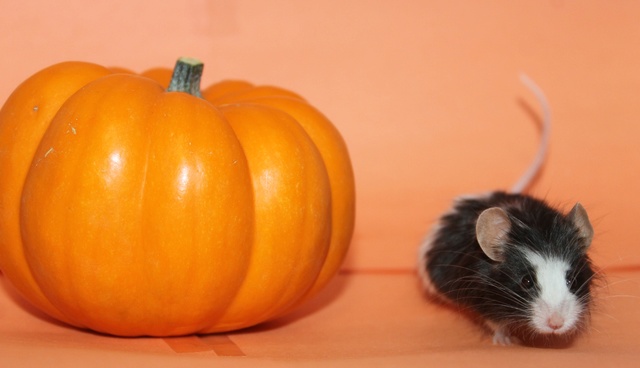 October Photo Contest Mouse_12