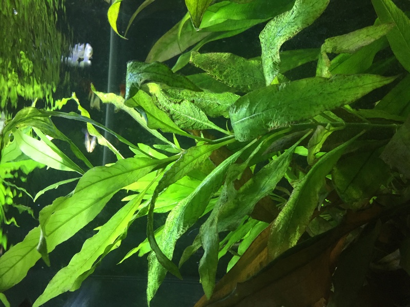 identification plantes dans aqua amazonien Plante12
