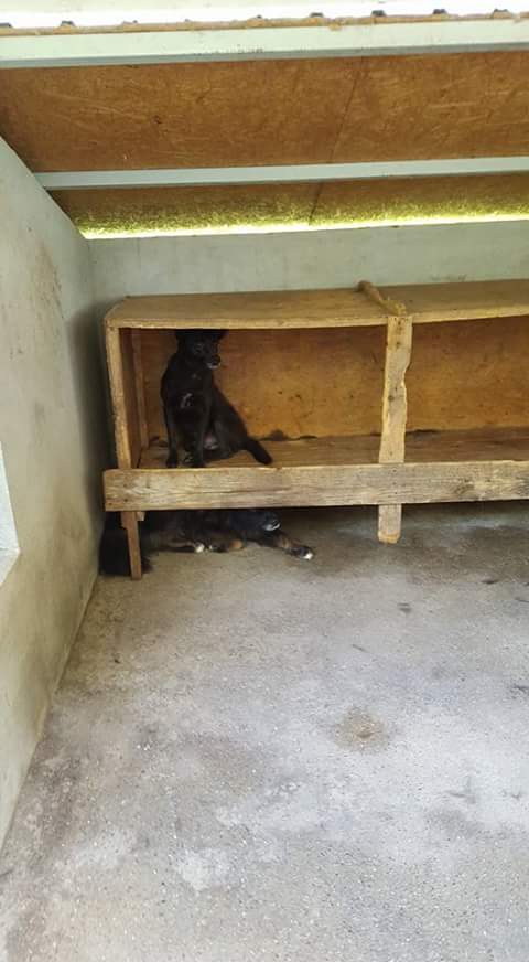 VELVET, M-X, 18 kg, né ? (FOURRIERE ORASTIE) Adopté via SPA de l'Yonne - Page 2 Fb_im719