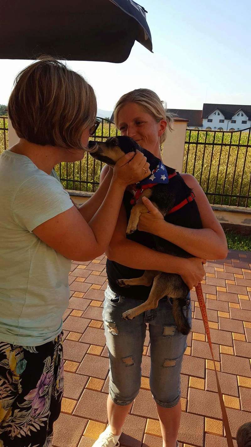 URGENCES CHIENS ET CHATS D ORASTIE - ROUMANIE - Page 20 Receiv75