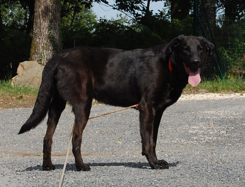 Falco, croisé labrador/beauceron (1 an) ADOPTÉ Dsc_0436