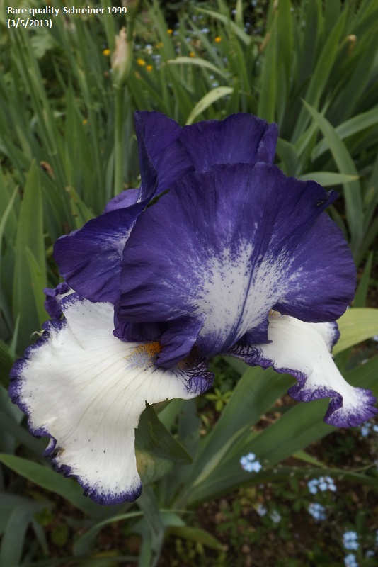 Iris 'Rare Quality' - Schreiner 1999 -rare_10