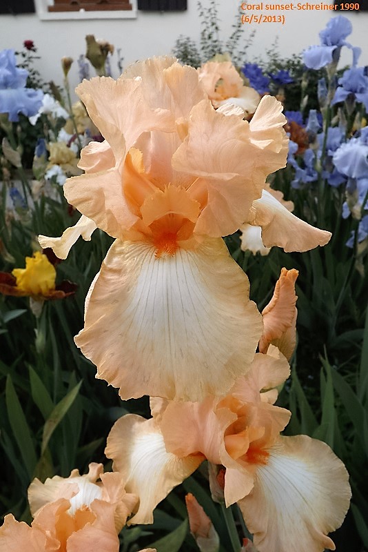 Iris 'Coral Sunset' - Schreiner 1990 Coral_10