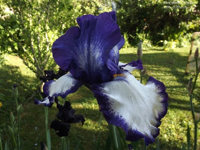 Iris 'Rare Quality' - Schreiner 1999 Dscf2636