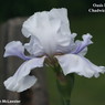 Iris 'Celestial Explosion' - Rick Tasco 2003 Igp_0710