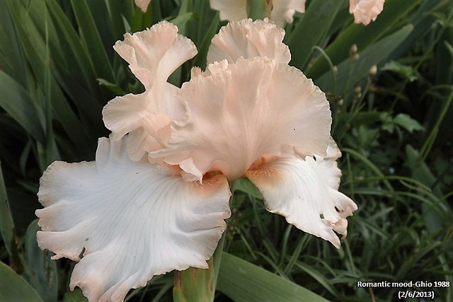 Iris 'Romantic Mood' - Joseph Ghio 1987 Romant10