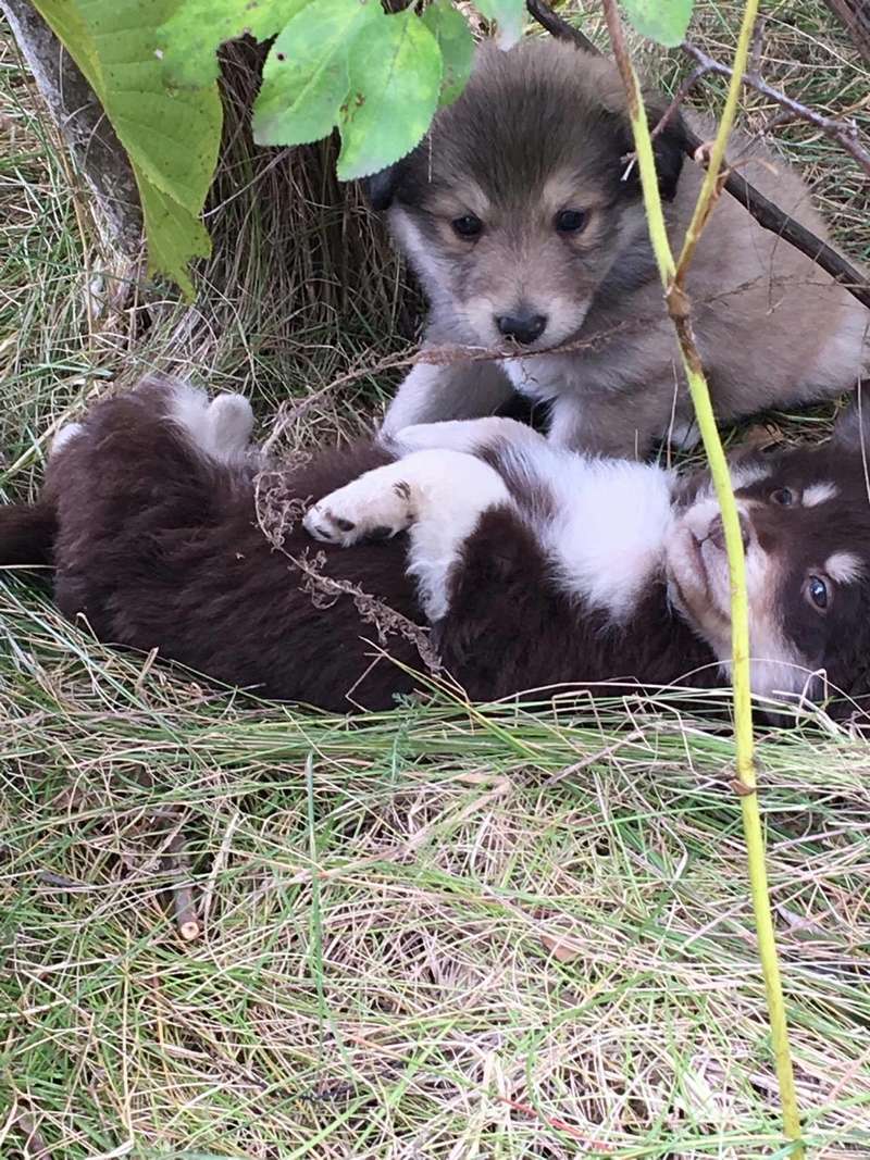 RUBY - femelle croisée colley de taille moyenne, née en 2014 - en FA chez FalconBlue (18) - Adoptée par Marie-Anne en Belgique) Recei131