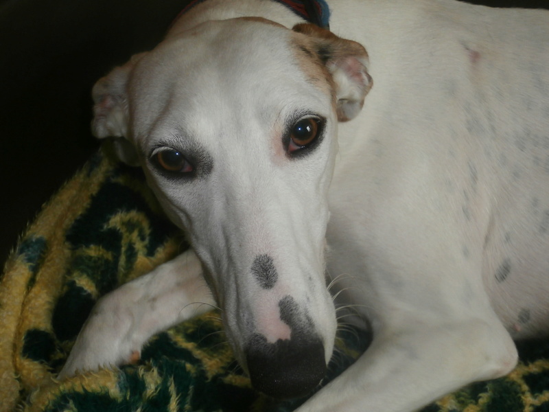 Debby adorable galga blanche tendre et câline Adoptée P9240010