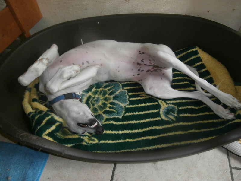Debby adorable galga blanche tendre et câline Adoptée P9240012