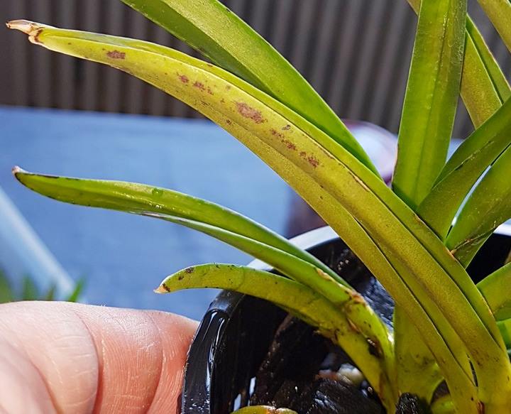 Neofinetia falcata x Asc. curvifolium-- Pilz? 19074010