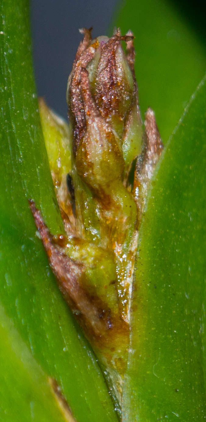 Frankliniella occidentalis oder doch normale Thirpse? P8190012