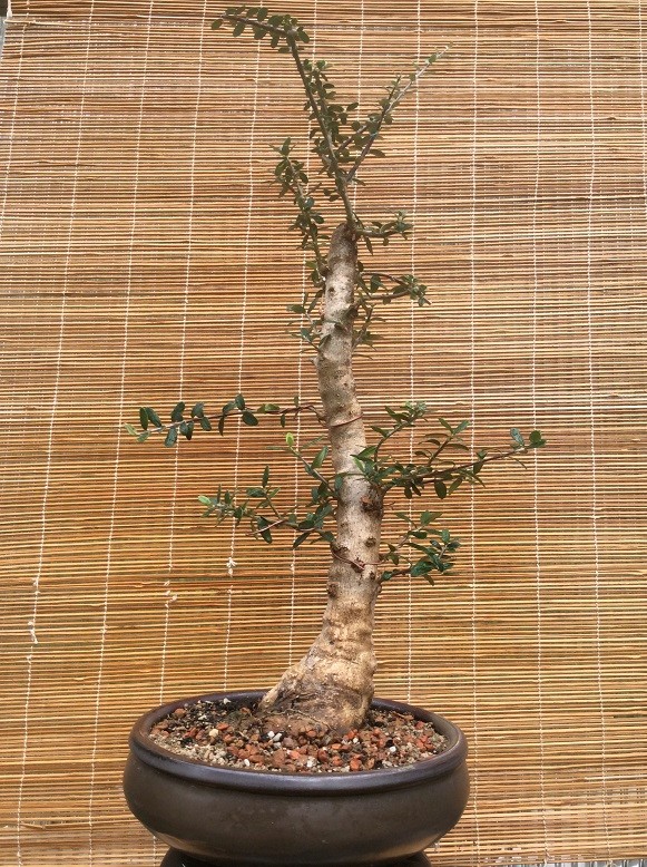 olive - Olea Europaea Oliv_110