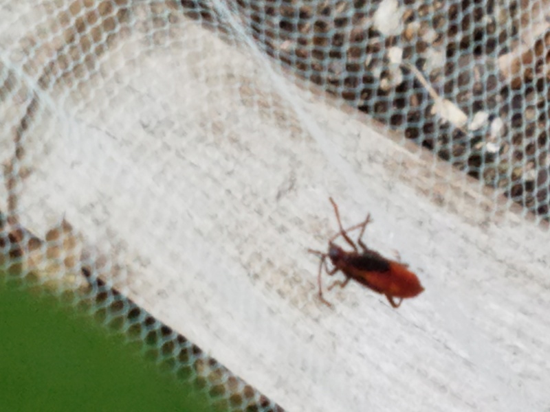 Bug Identification 20170620