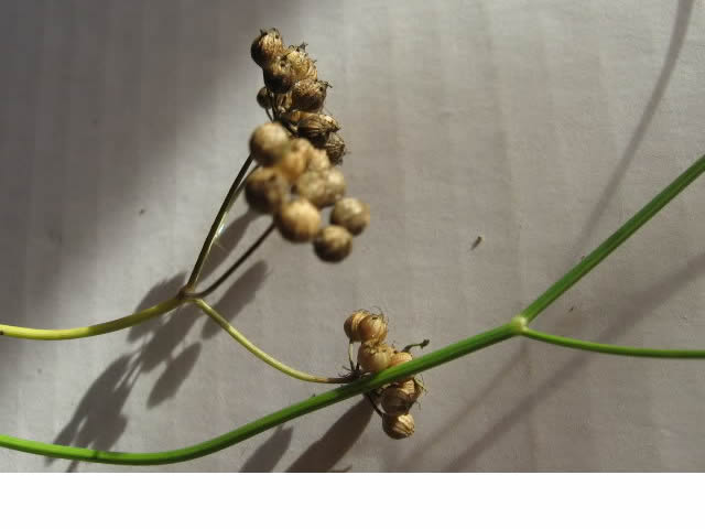 Récolte des semences, plante par plante Corian10
