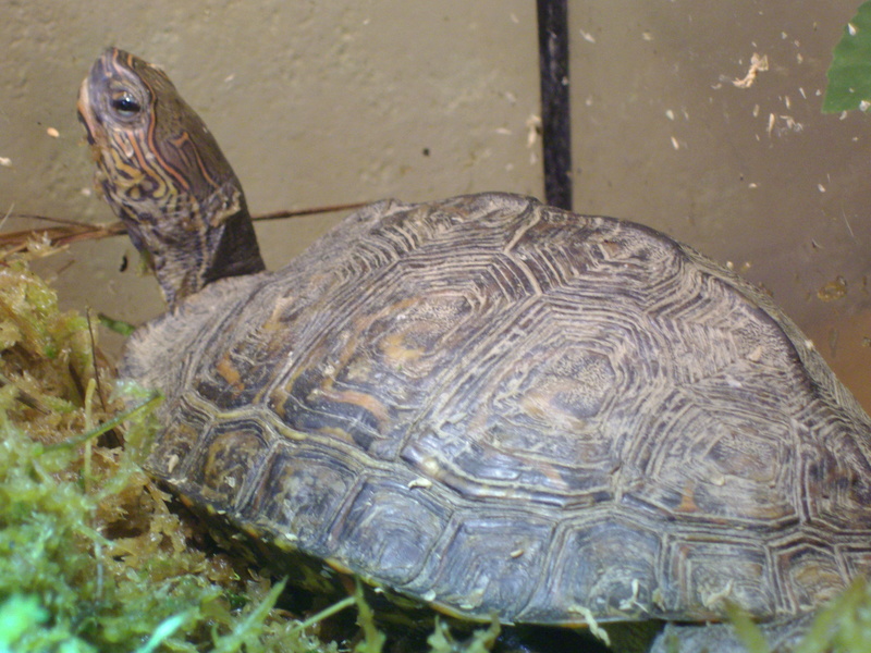 L ,insolation, le sommeil ,des tortues Imgp0530