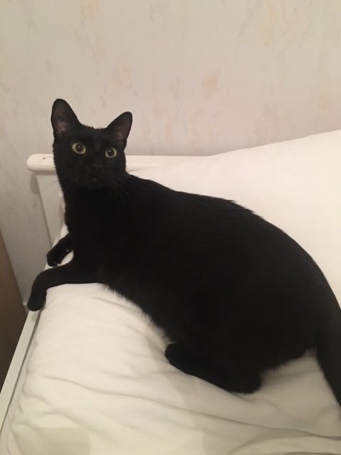 LYNN, chatte noire née en 2015 Img_2815