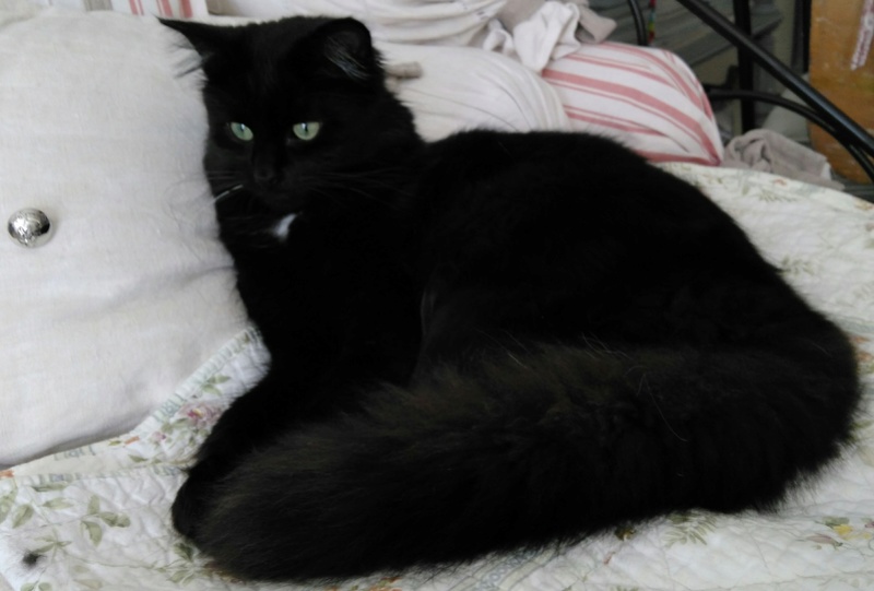 MARTIN,chaton mâle noir,né le 08/06/16 _2017010