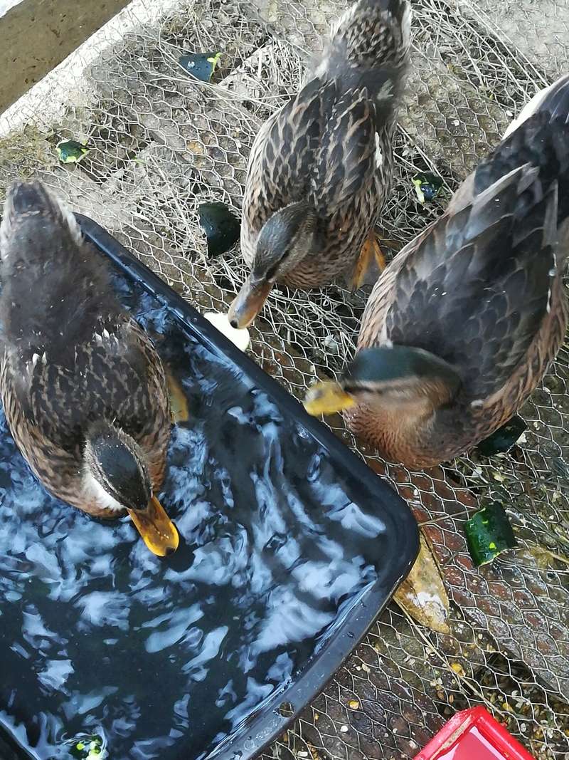 male ou cane colvert ?? Img_2011