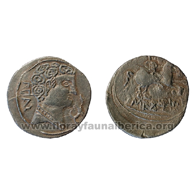 Un denario ibérico de Segotius 2427ge10
