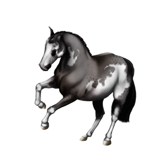 Paint Horse ▬ Overo Gris [ Taureau | Air ] [700 Ares] [VENDU] Gris_o10