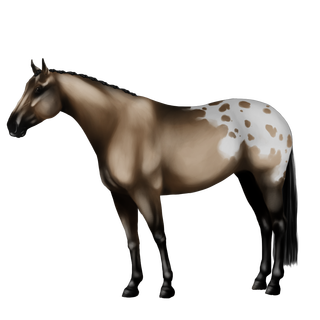 Appaloosa ▬ Spotted Isabelle [ Lion  | Eau ] [700 Ares] [VENDU] Isabel10