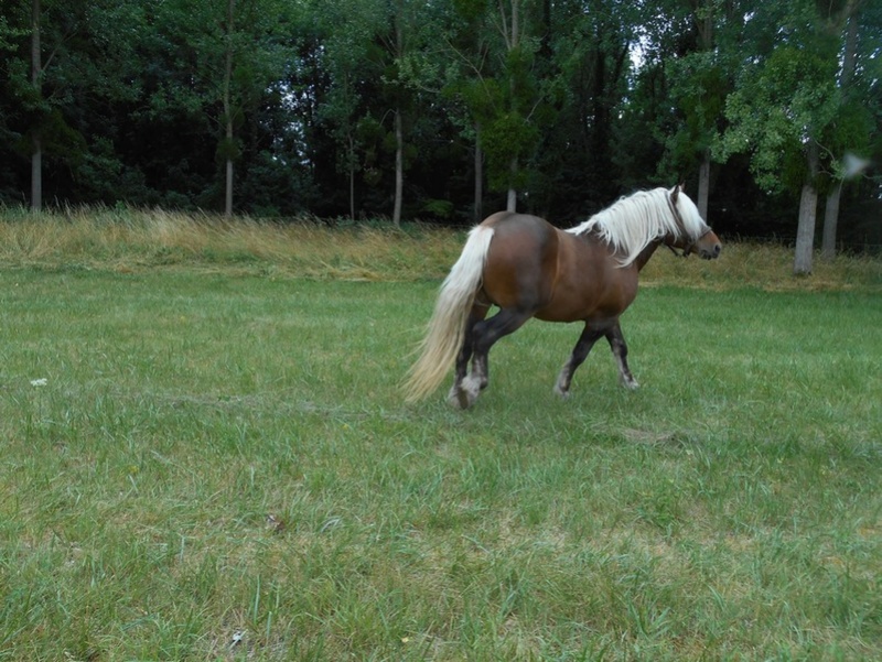 Dpt 11 - 4 ans - Cappuccino, Trait Comtois - Adopté par Mr et Mme F. (2016) Dscn6913