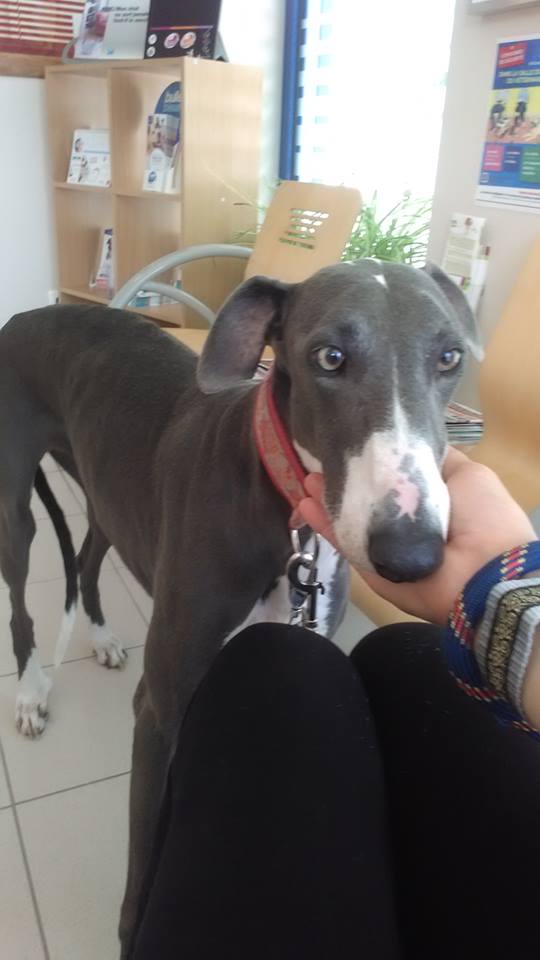 Rhianna ,jolie galga de couleur bleue Adoptée - Page 2 Rhiann22