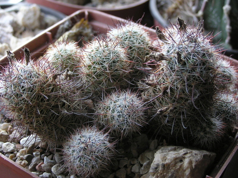 Cactus under carbonate 15 P1010010