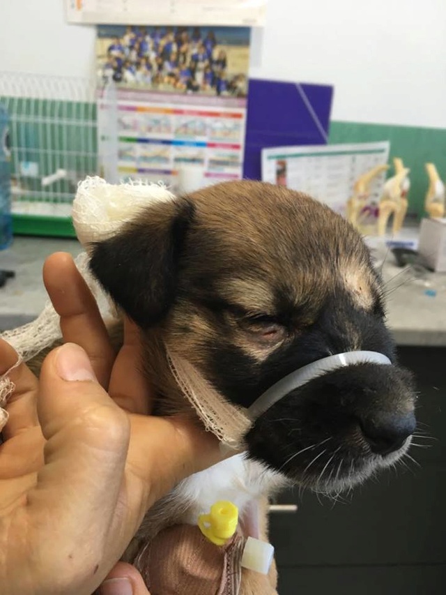 GEADOPTEERD   pup Tokyo met gebroken kaak. 1012