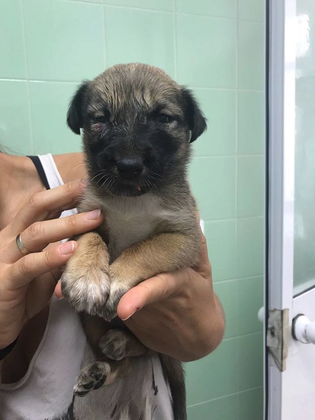 GEADOPTEERD pup Tokyo met gebroken kaak. 115