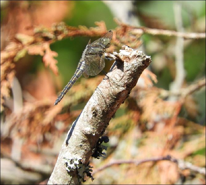 [Orthetrum cancellatum] Cordulie....? 2_cord10