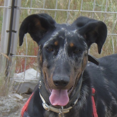 CLOVIS, beauceron arlequin né en Octobre 2016 Clovis10