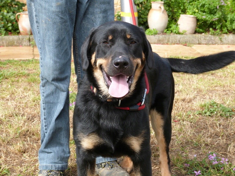BEAUCERONS A ADOPTER à POITIERS Helios12